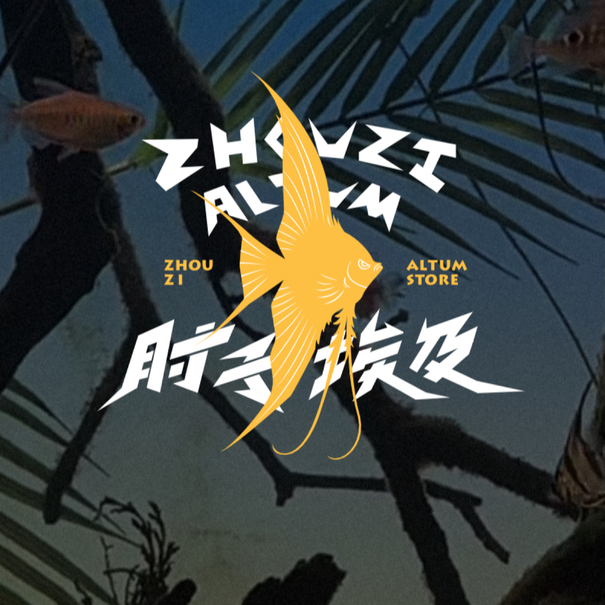 精品/极品（4~6尺寸）野生神仙鱼圣菲利佩长腿活体南美洲观赏鱼