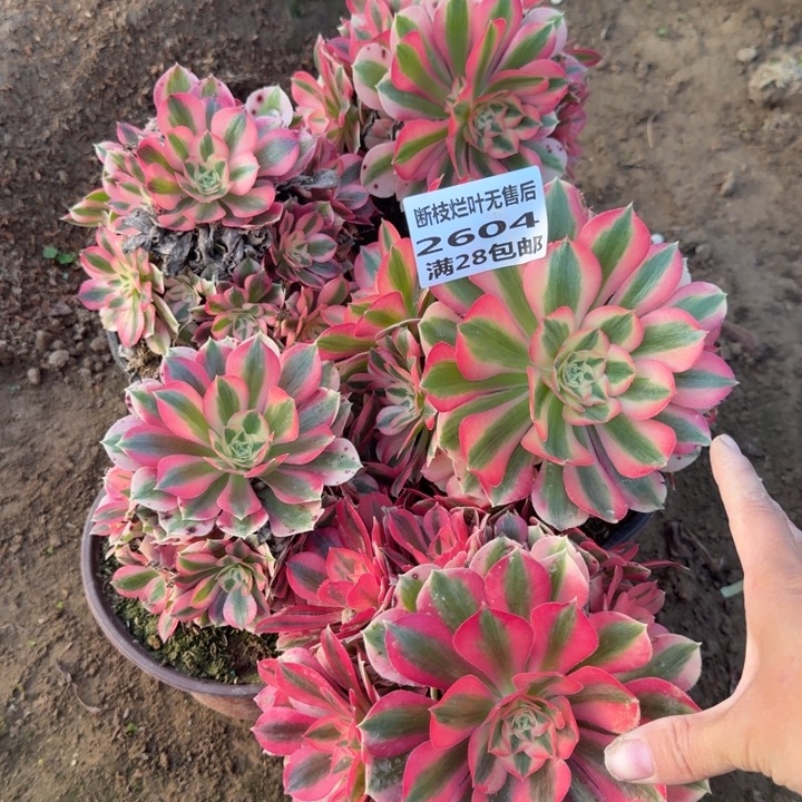 2604五个女巫二号棚无售后C