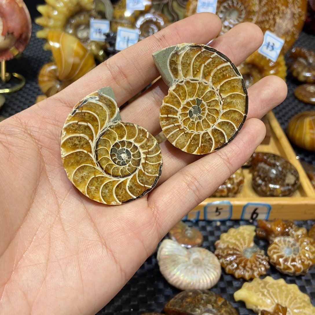 玉天然古生物化石切片螺