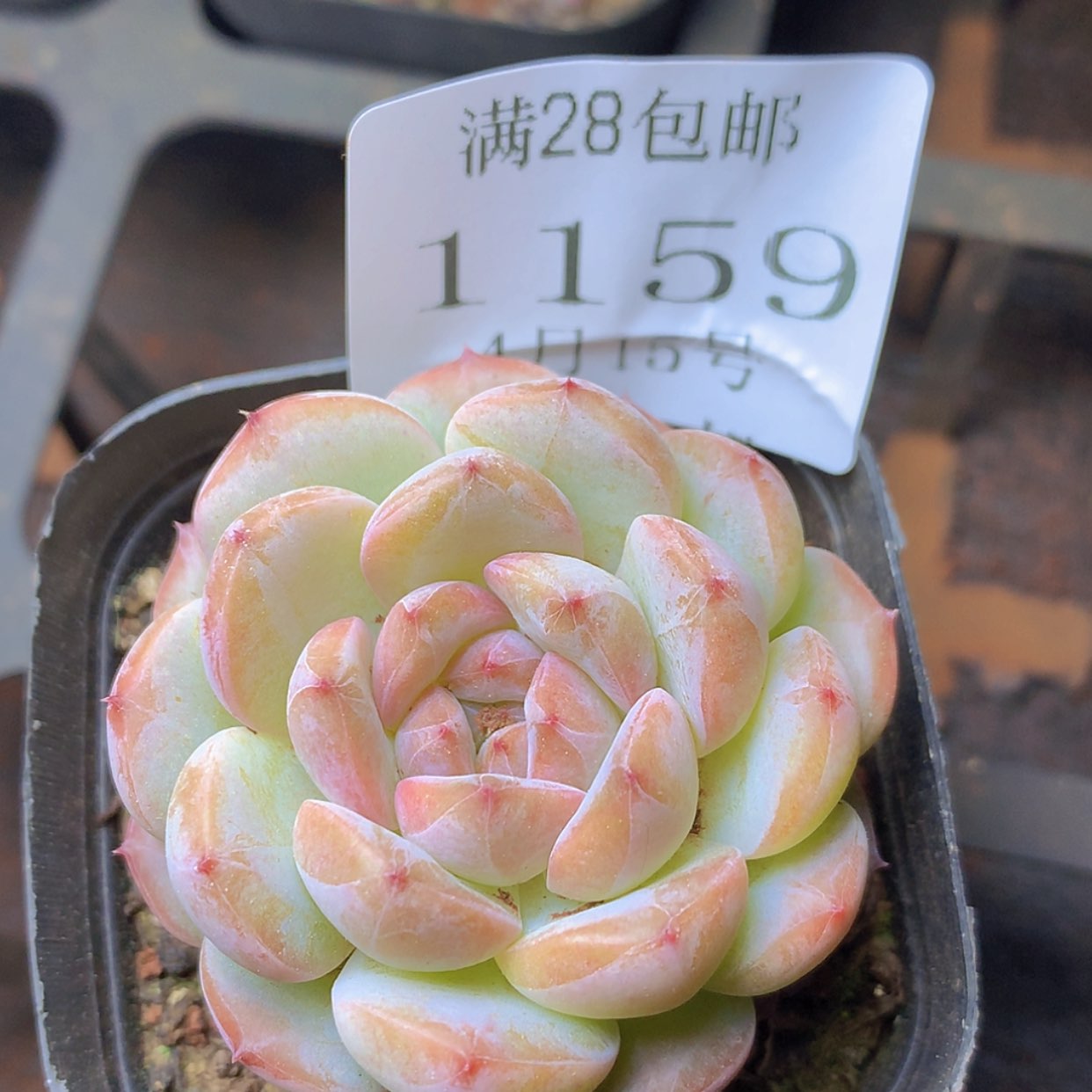 【闪购商品】云1159号