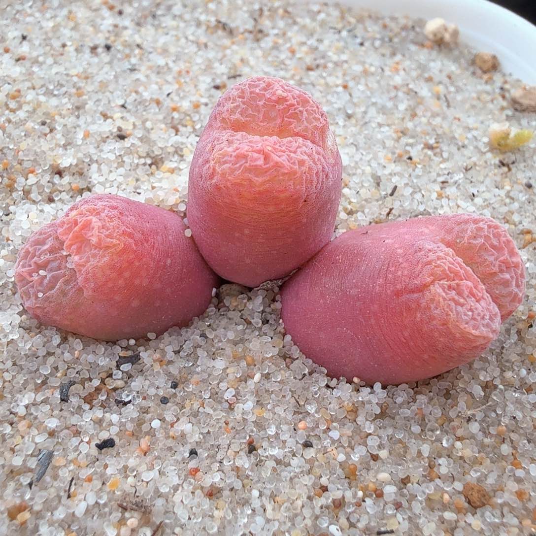 3.17.104/胖虎三头母本