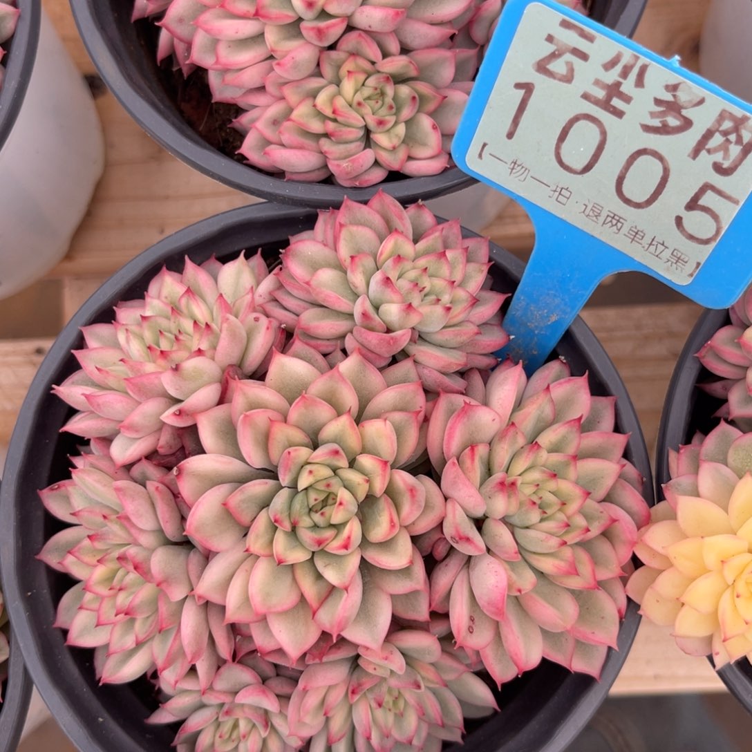 云尘多肉一物一拍1005