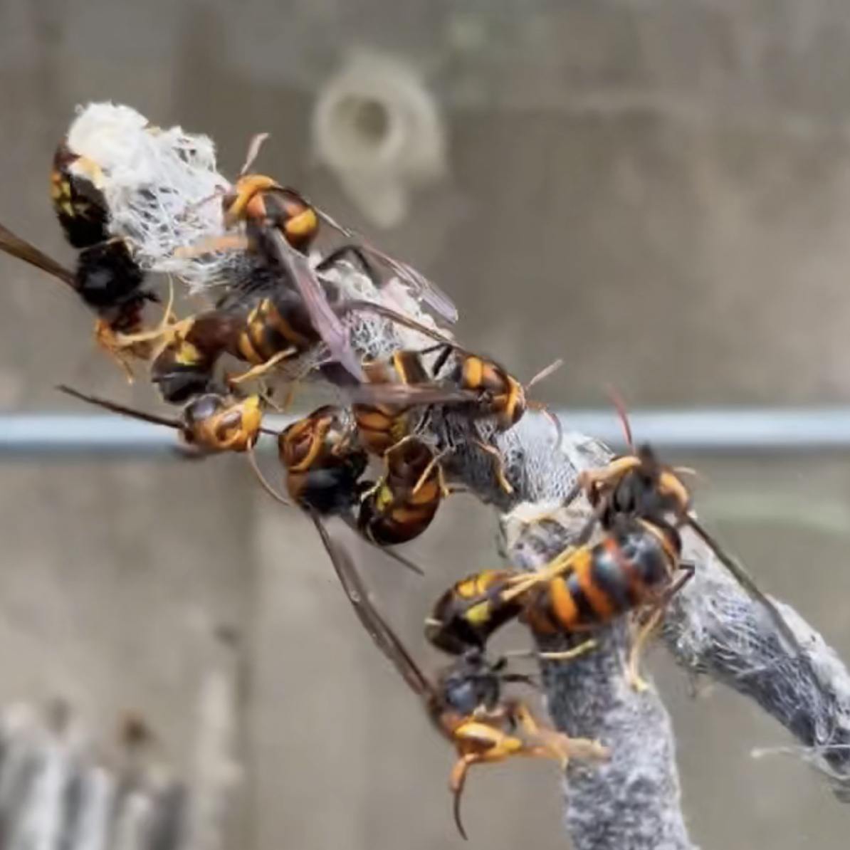 冬前黄脚（葫芦蜂）8米一个，30个发，自己放过冬桶过冬