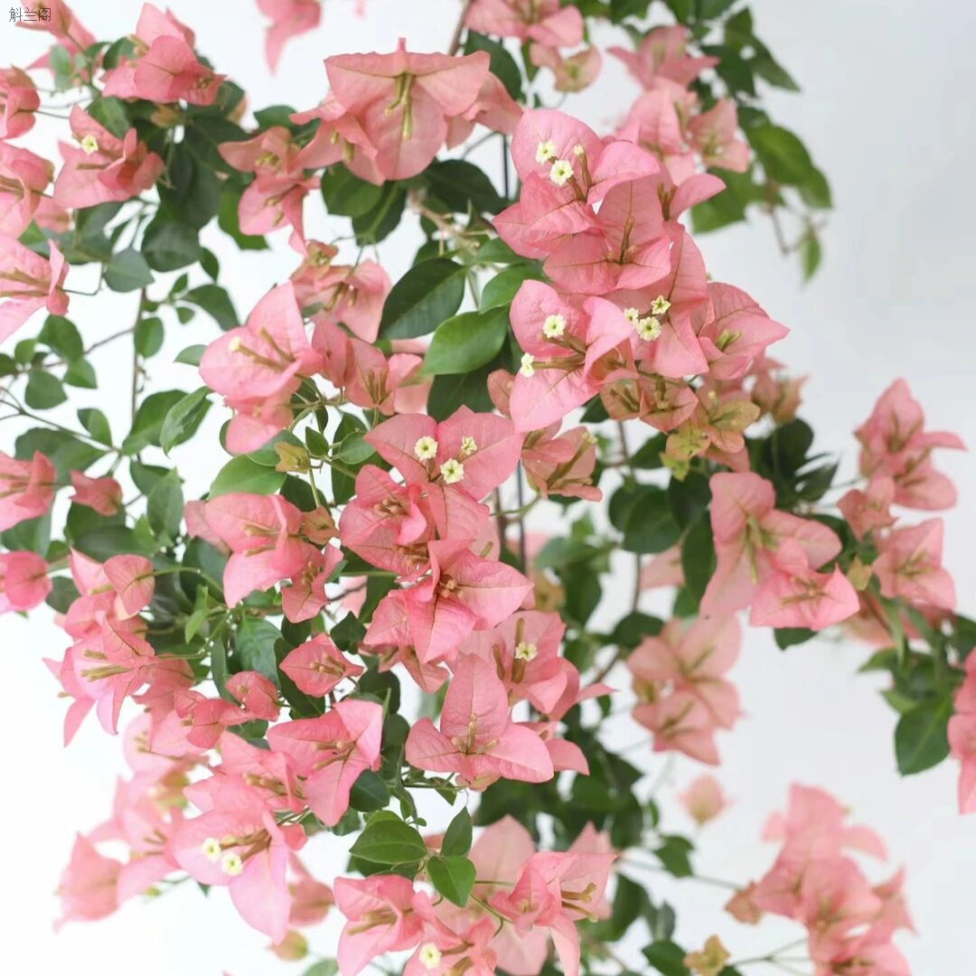 【卡亚塔】稀有新品种三角梅粉色盆栽四季开花发货爬藤大棵带叶