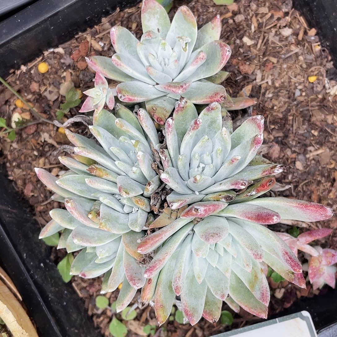 白学多头老桩0343