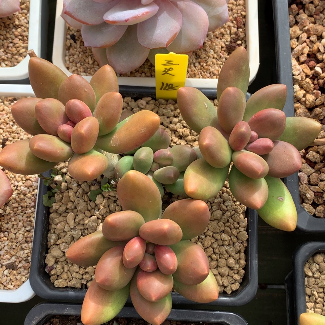 我们家的小仙女们