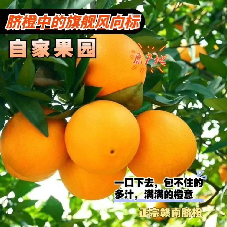 正宗江西赣南脐橙新鲜采摘当季甜橙子产地直发