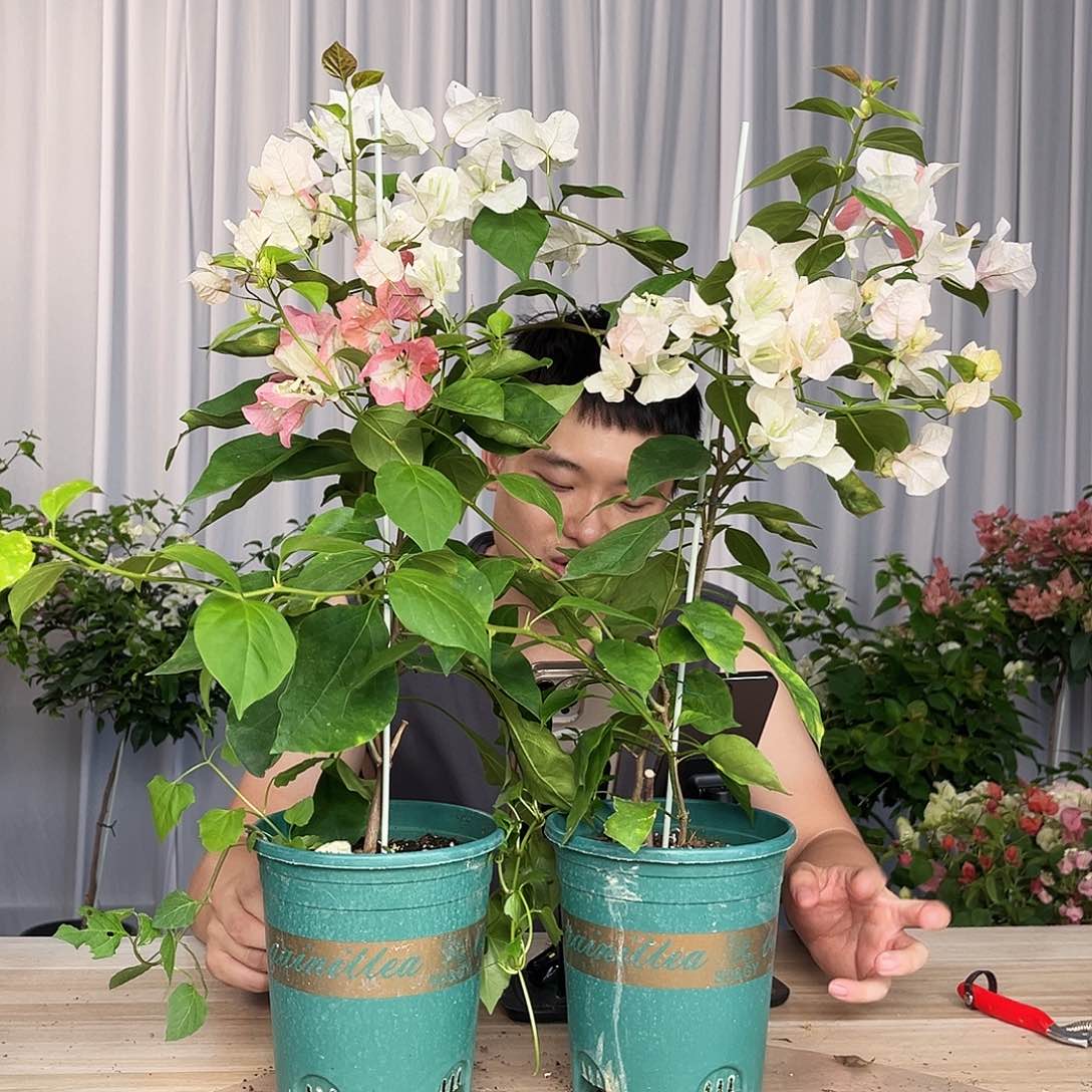 无花朵橙口红一颗