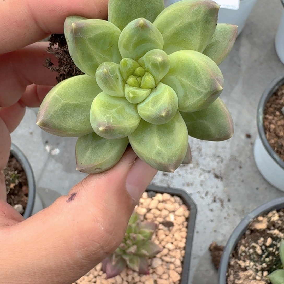 061 美人杂交 一物一拍