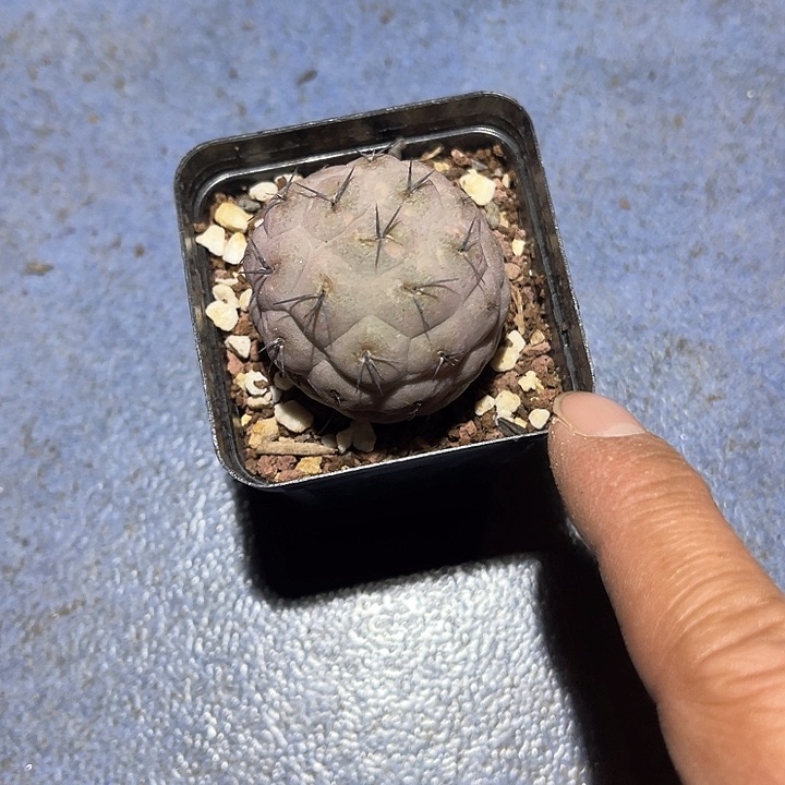 满38包邮2天凑单，脱土晾根发货多肉植物