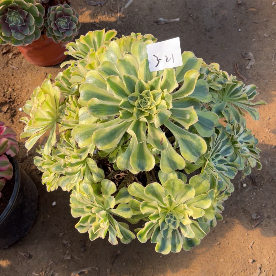 12-3-21白兰地法师锦