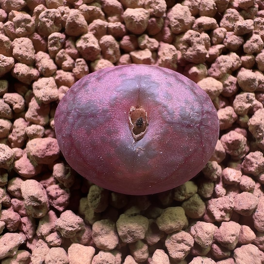 风铃杂交。       697