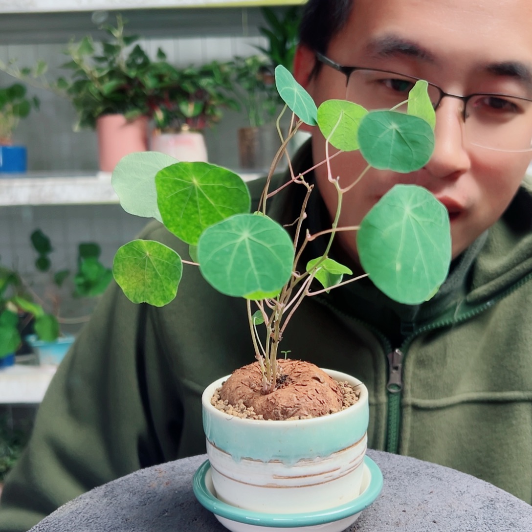 深***司无花朵53                