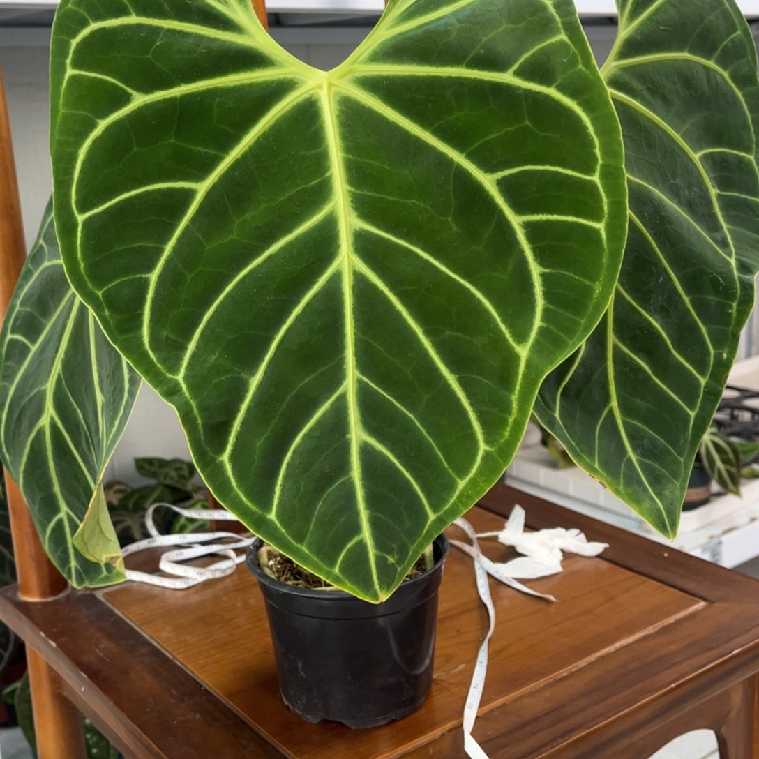 无花朵021 帝王切桩