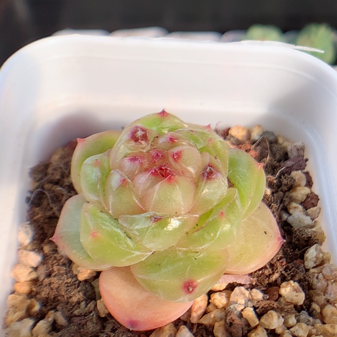一物一拍精品多肉。175