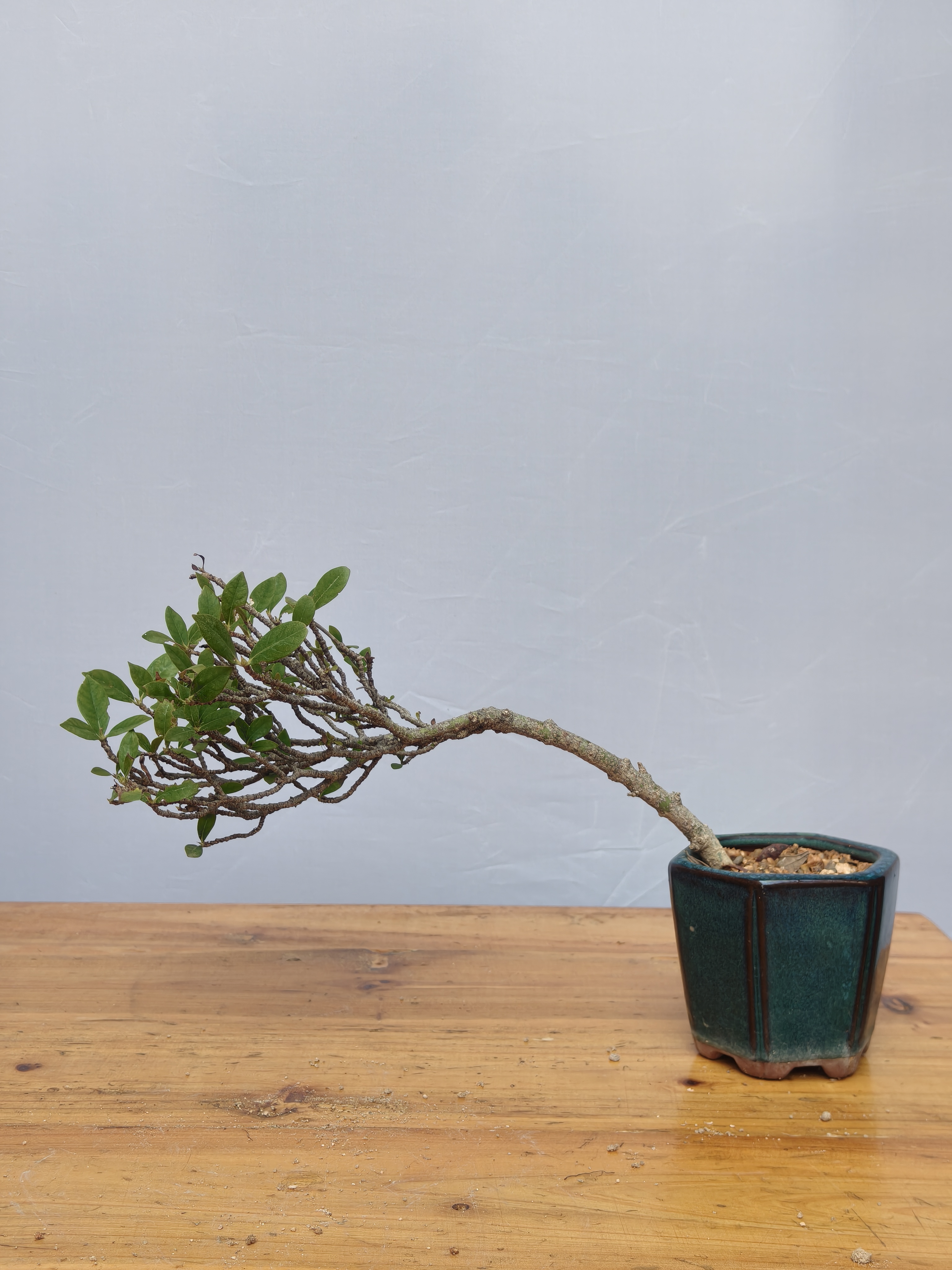 小精品飘枝海岛栀子花熟桩带盆景绿植游龙飘斜飘