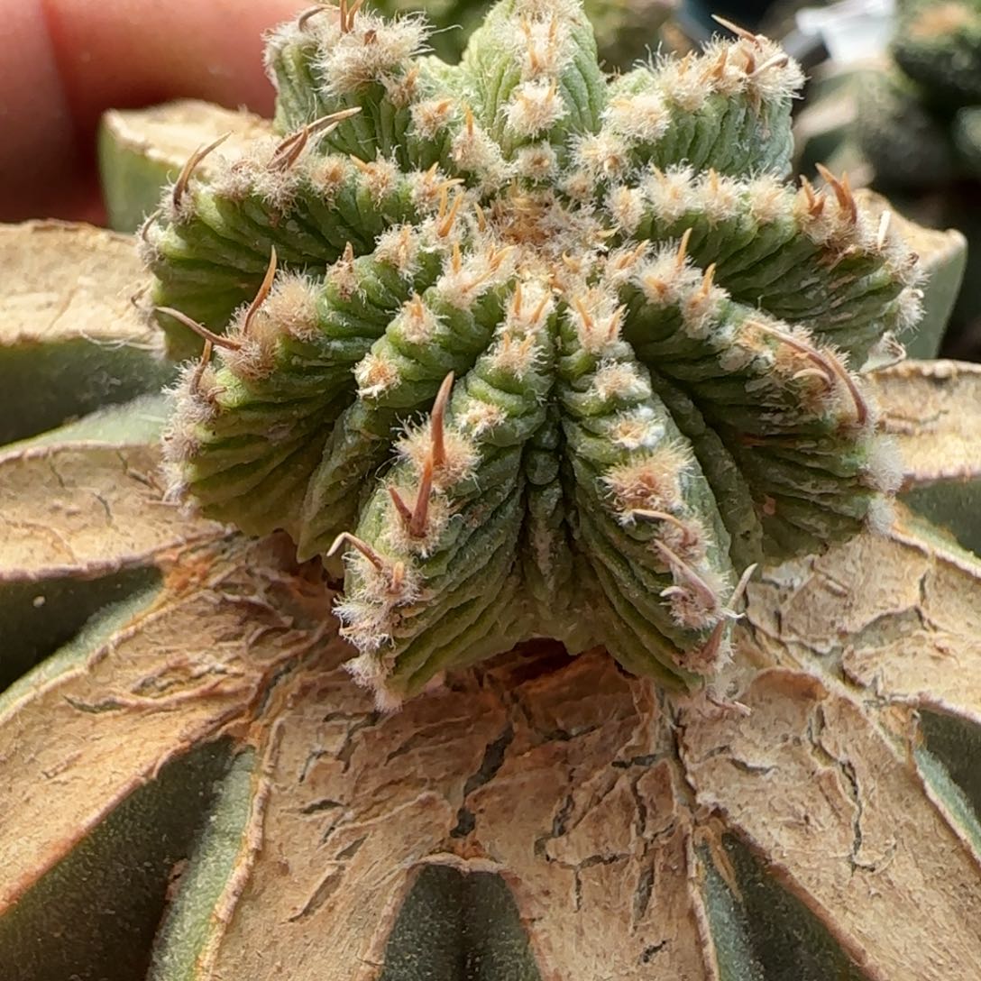 大玉老华龙507小人球