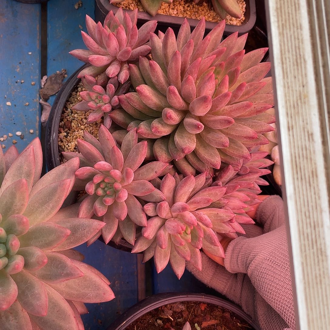 无砍大群虞美人多肉