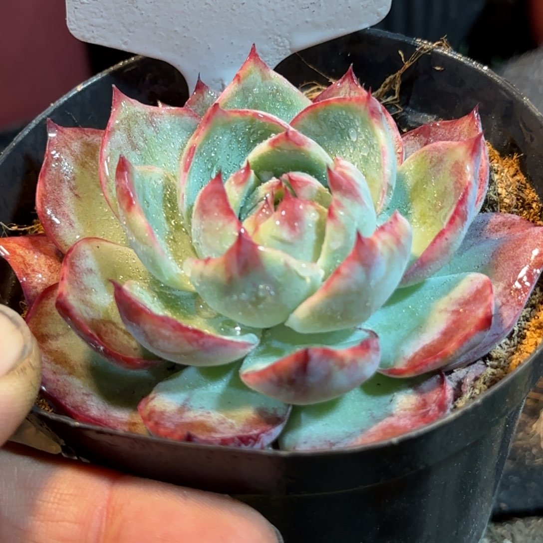 惊鸿一物一拍包装收缩花旱666