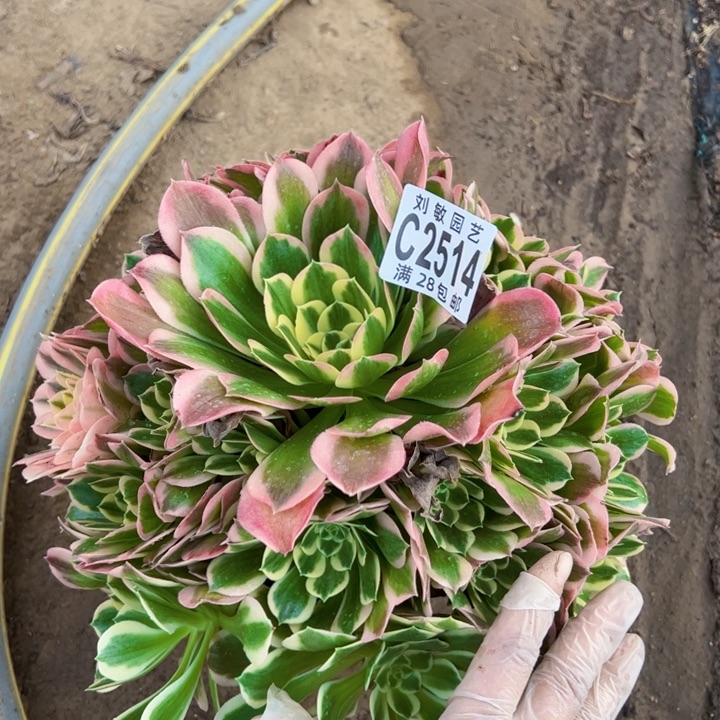 包邮白凤多肉植物法师的2514