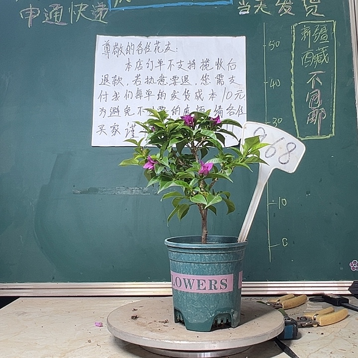 当前无花栽培后可以开花紫狐狸 968