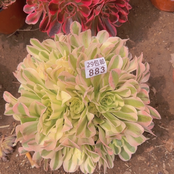 绿豆沙……多肉植物的