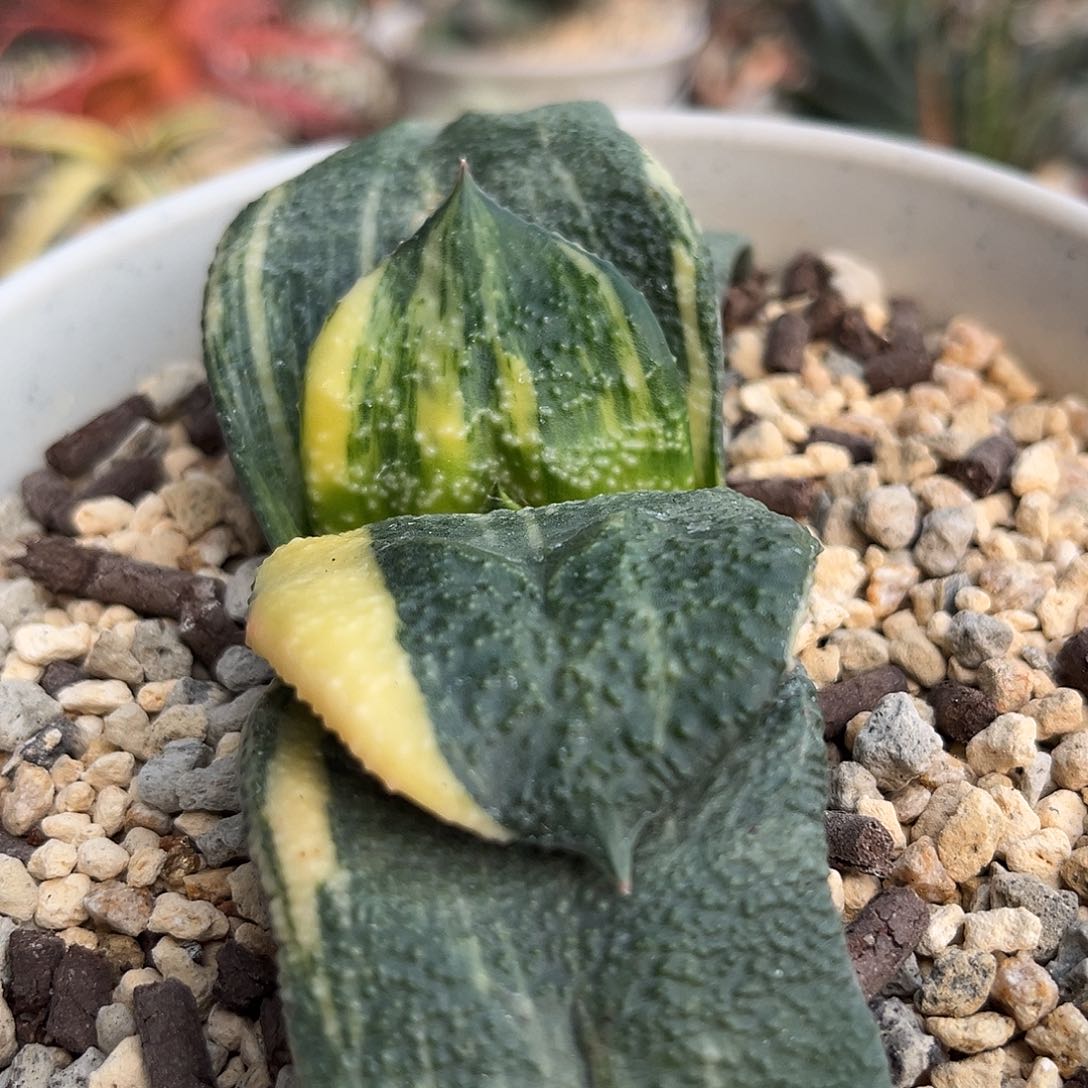 1028脱土发货1111111