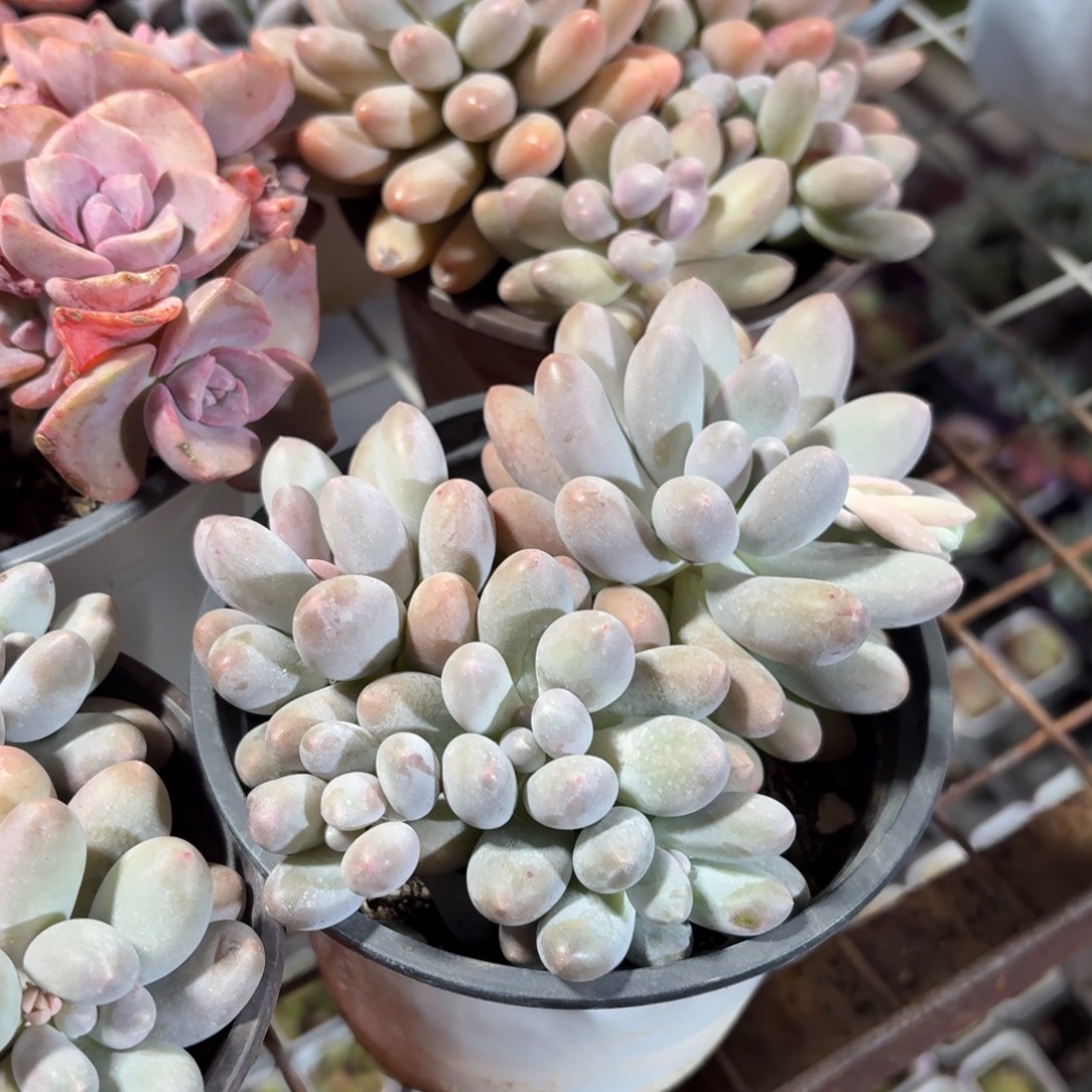 汤圆多肉整群11㎝盆特价