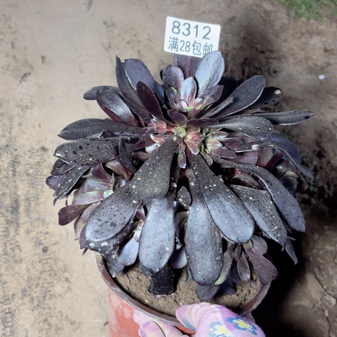 M. 8312欧若拉多肉