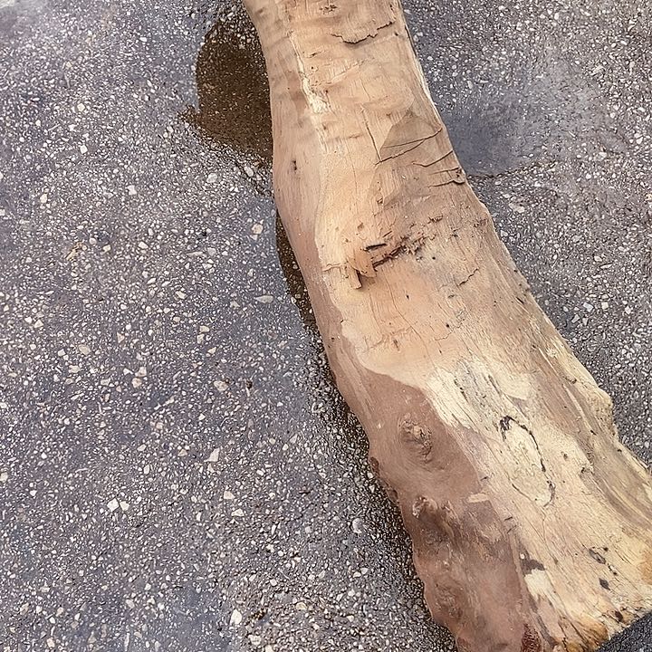 黄***者楠木（金丝楠）其他