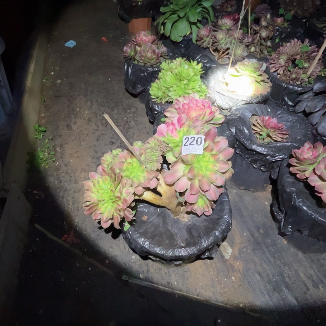 220多肉植物、韶华缀化