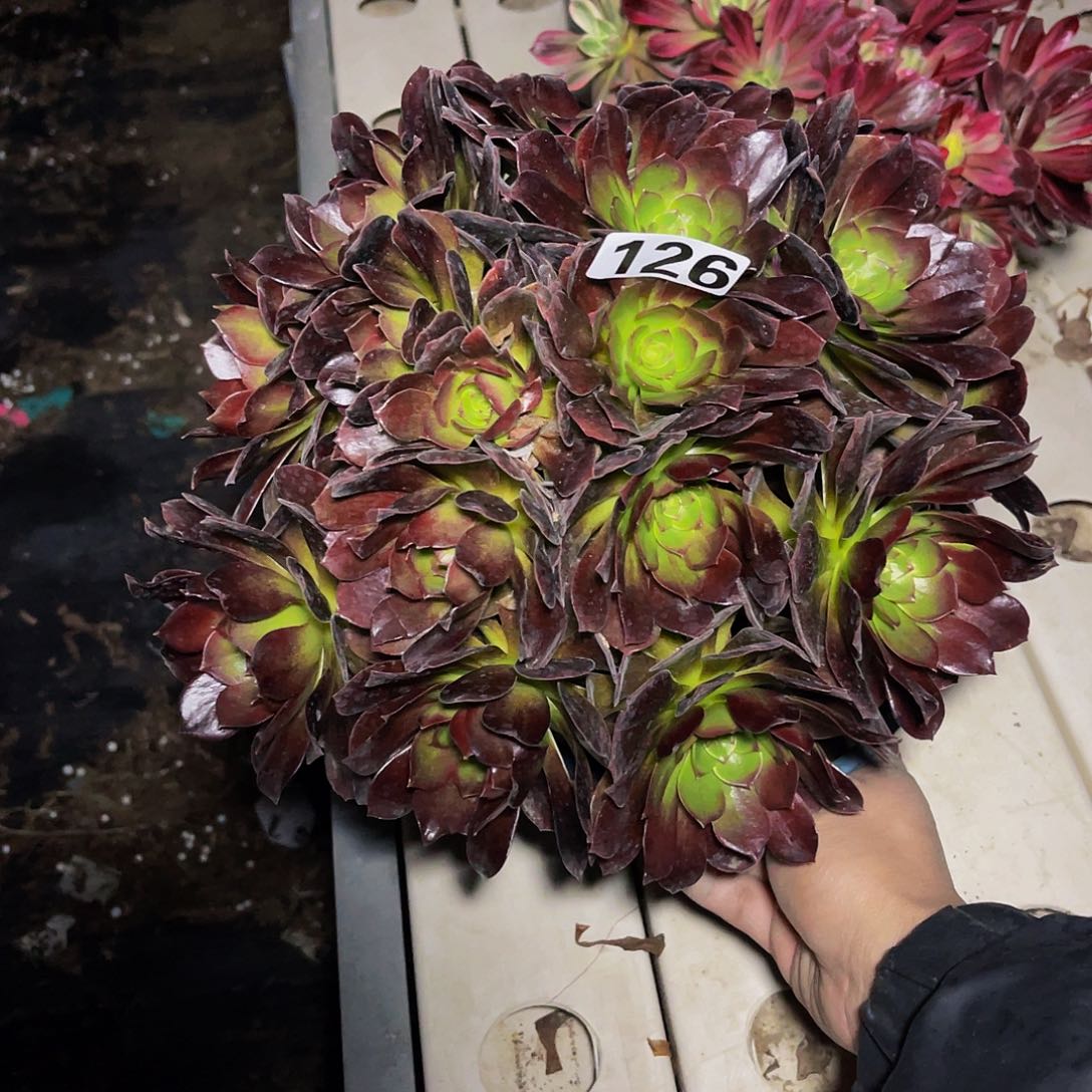 法师法师3-10包邮法师