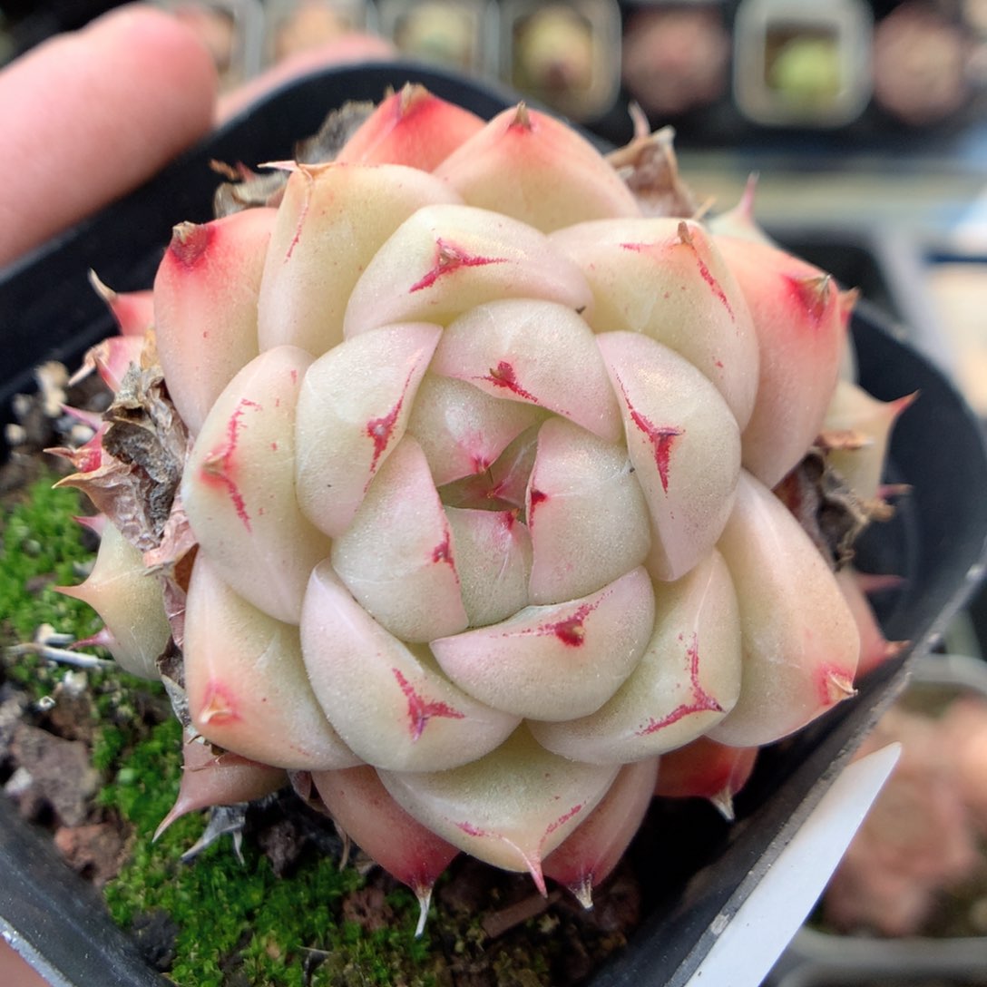 X107 ，20包邮两天凑单偏远不发货