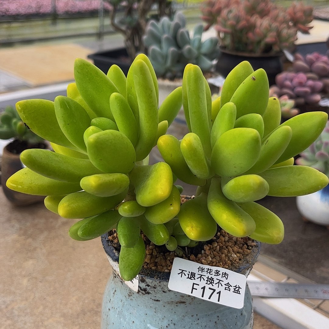 171-芒果奶多肉13cm