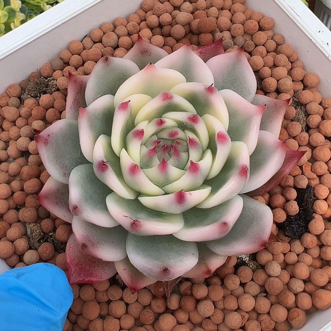 吉娃娃锦，覆轮锦