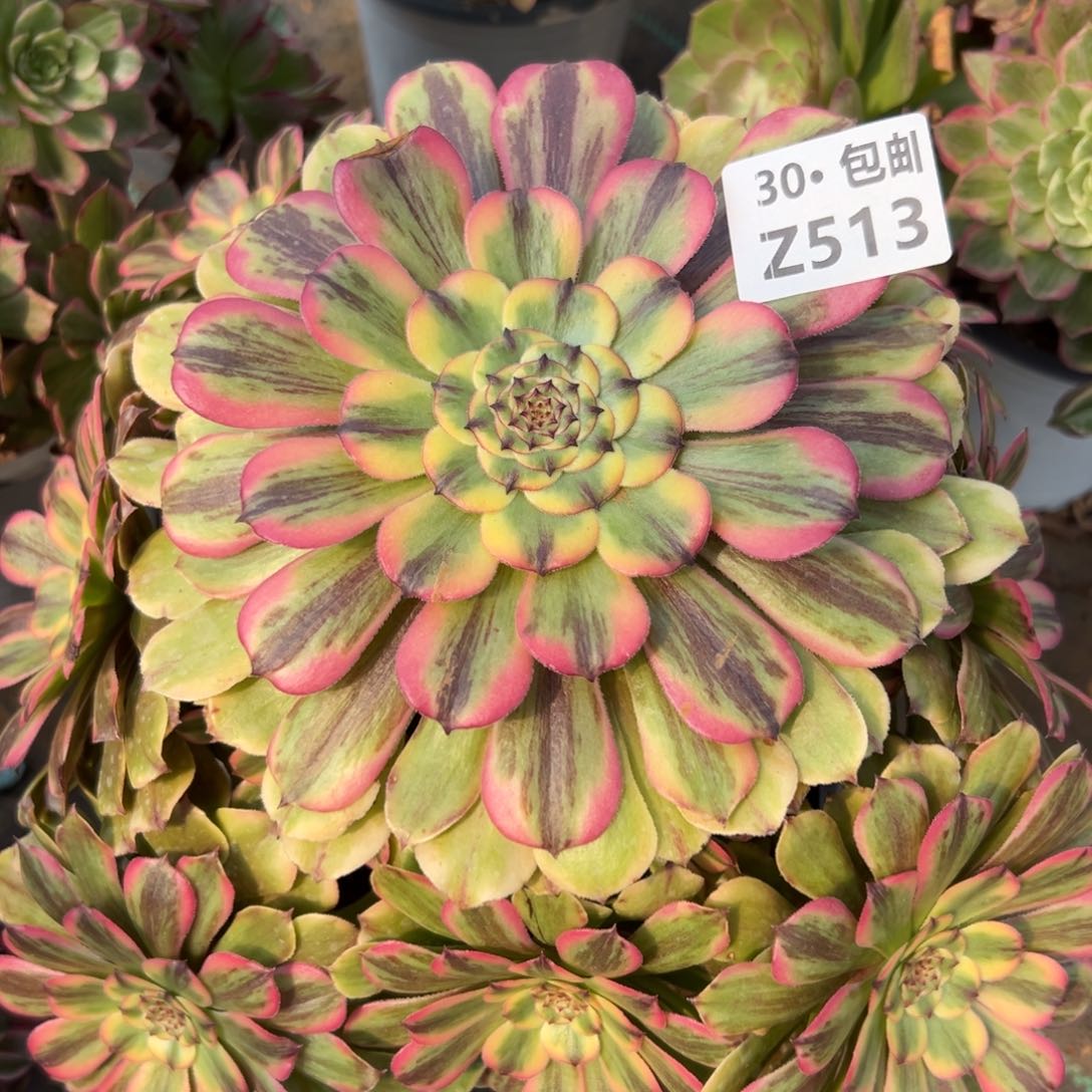 会***?513新品，多肉法师