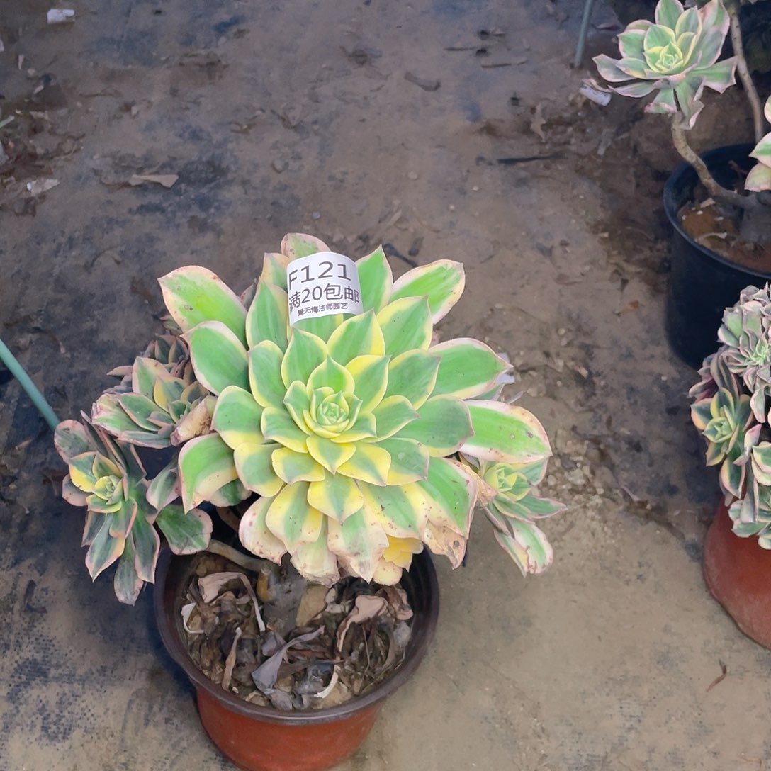 121灿烂多肉法师有伤