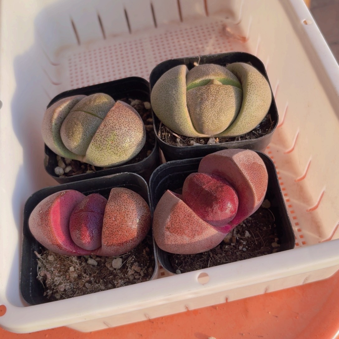 @***心框拍一物一拍编号422