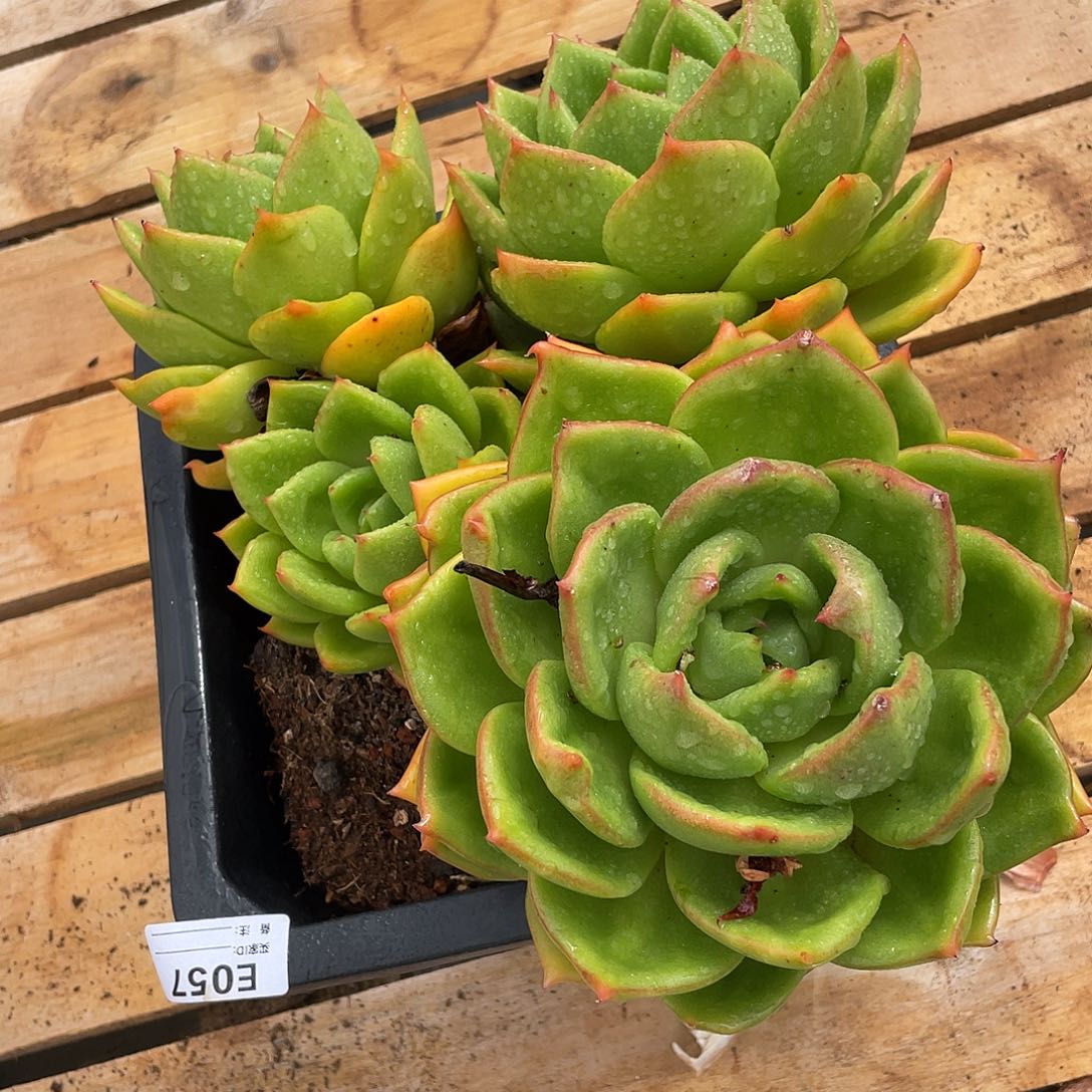 若如东云单拍E057