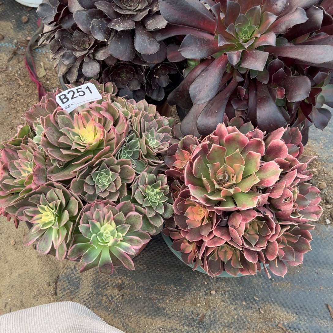 251四颗组合多肉植物法师