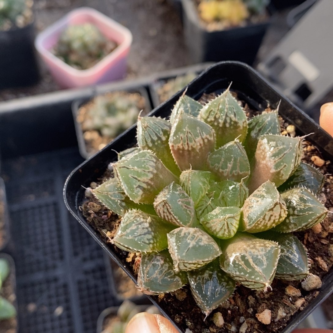 楼兰一颗 整点福利