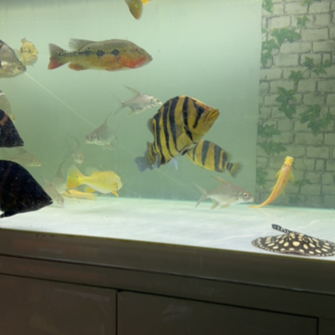 苏门答腊虎鱼苏虎