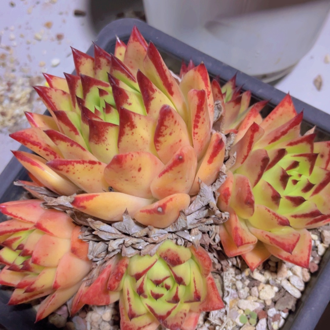 橙乌木02235多肉植物