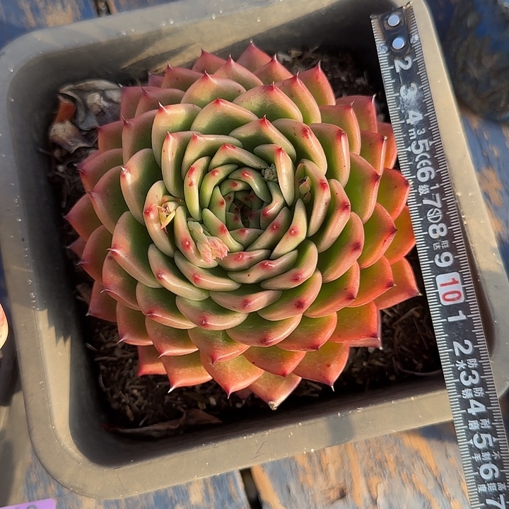 东云大头785 多肉植物一物一拍