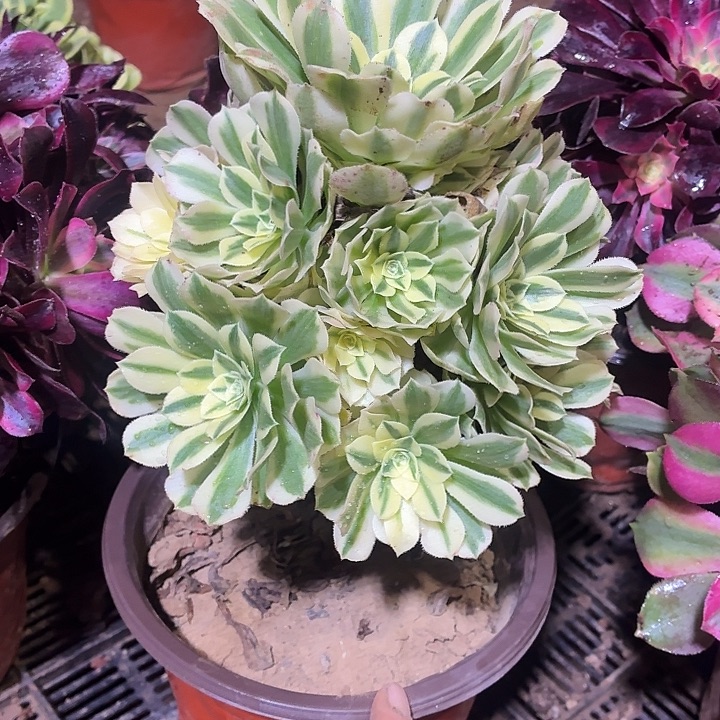 迈巴赫一颗脱土11.8