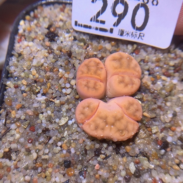 S精品生石花.390