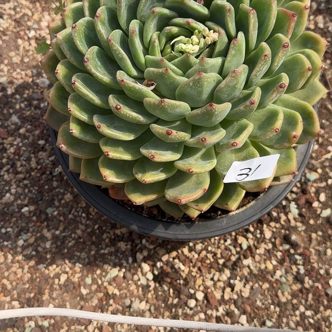 31 号多肉植物 00000