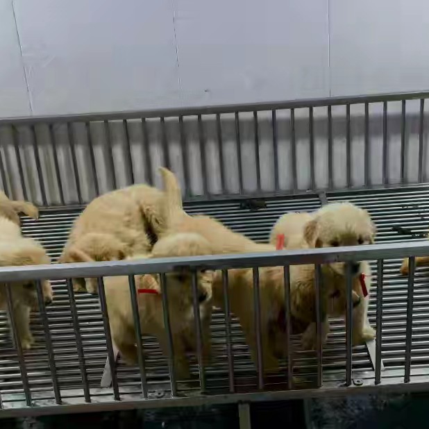 不锈钢笼子，狗笼，跑笼