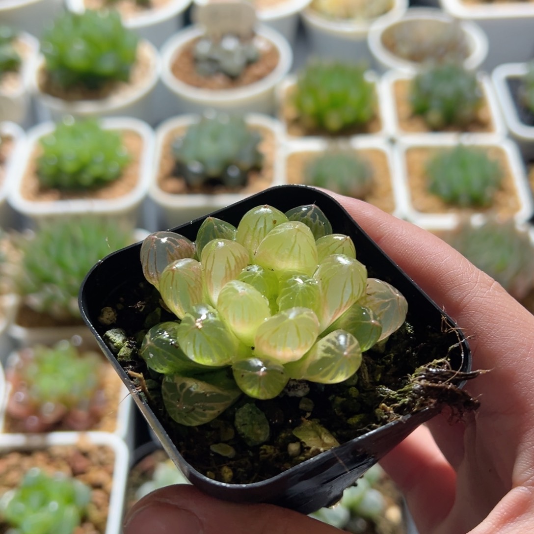 大窗琥珀玉露多肉植物