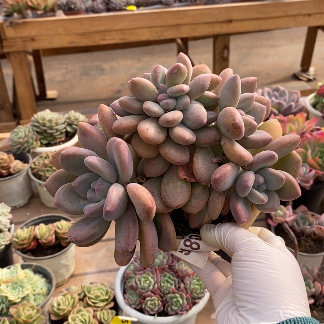 5480奥普琳娜缀化一物一拍